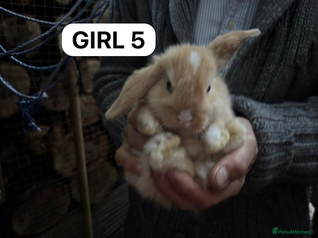 Mini Lop rabbits for sale: Friendly, Handled, Beautiful Baby Bunnies for Sale - Image 22