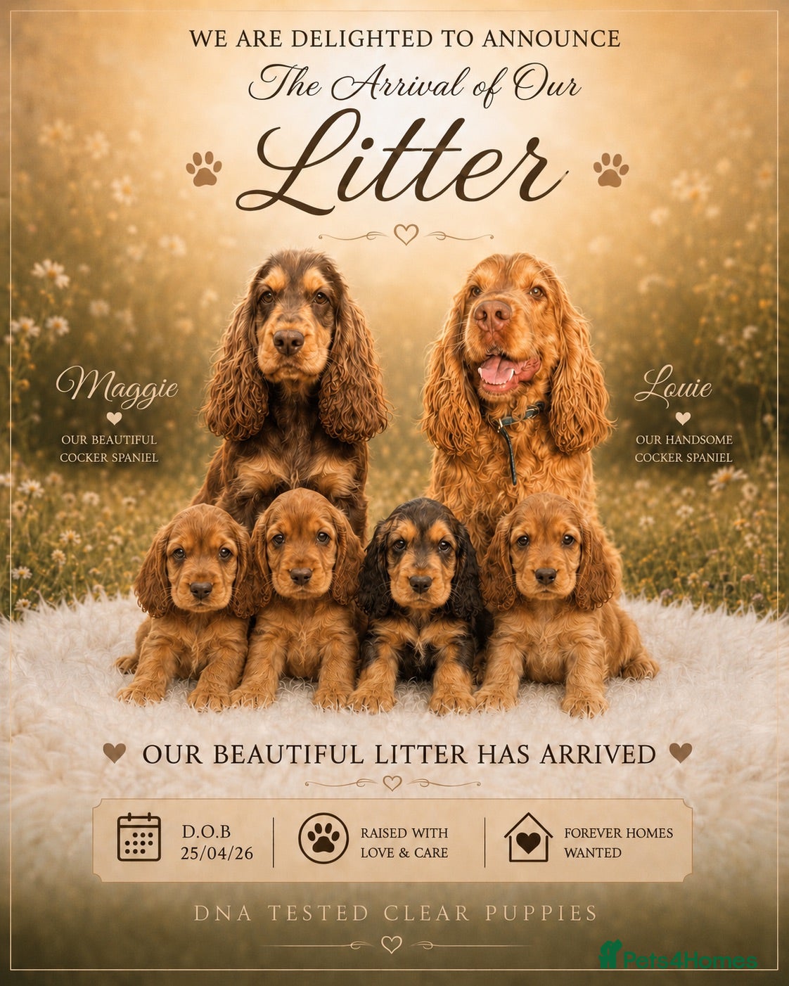 Cocker Spaniel dogs Health tested, KC reg show Cocker Spaniels - Advert 1