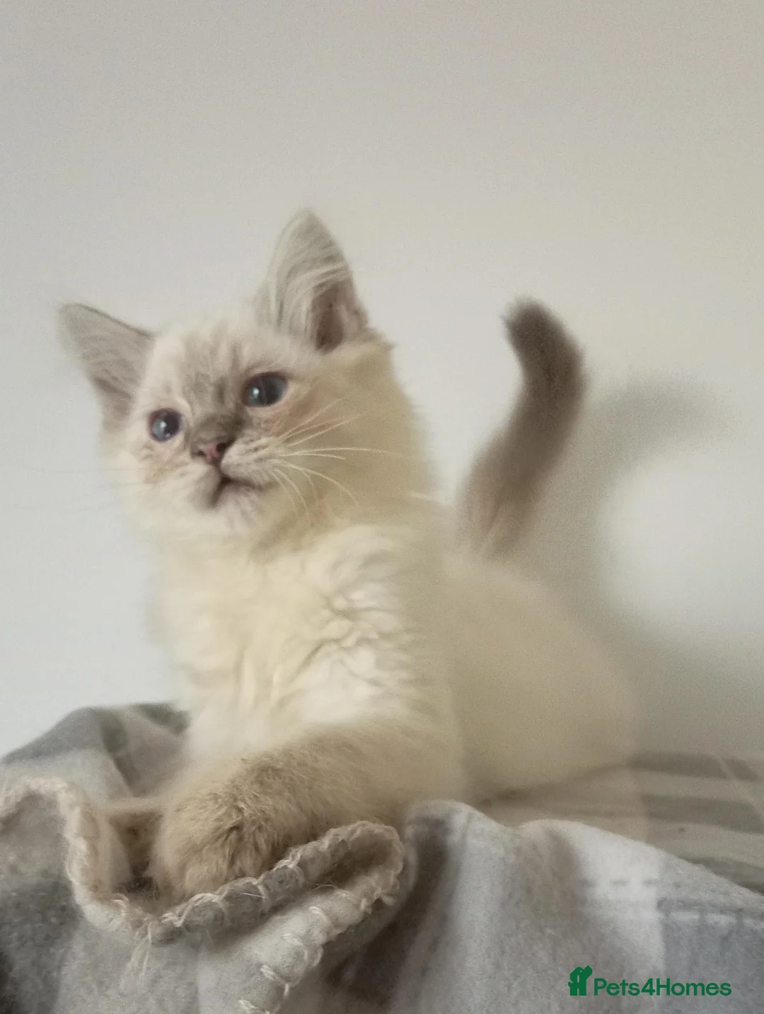 Ragdoll cats for sale: Pedigree Ragdoll kittens ready now  - Advert 2