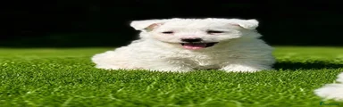West Highland Terrier 1