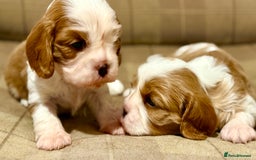 Cavalier King Charles Spaniel dogs for sale: 2 Female King Charles Cavaliers   - Advert 22