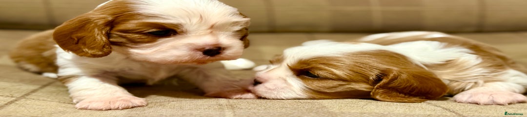 Cavalier King Charles Spaniel Puppy 1