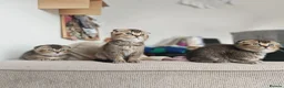 Scottish Fold cats for sale: Beautiful Scottish fold kittens READY NOW  - Advert 4