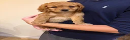 Cockapoo dogs for sale: ✨NOW READY 2 LEFT Golden Cockapoo Puppies✨ - Advert 22