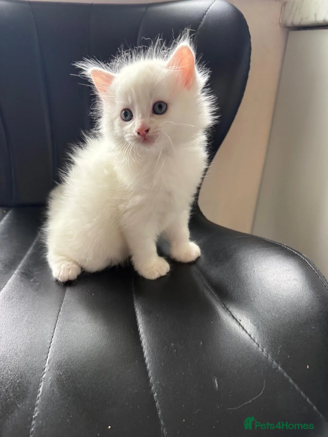 Brazilian Shorthair cats for sale: Two mothers and 4 babies in London - Advert 6