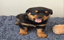 Rottweiler dogs for sale:  Long haired (fluffweilers ) last girl  - Image 15