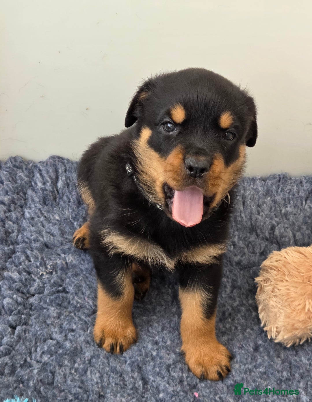 Rottweiler dogs for sale:  Long haired (fluffweilers ) last girl  - Image 15