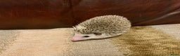 Pygmy Hedgehog rodents for sale: African Pygmy hedgehogs  - Advert 3