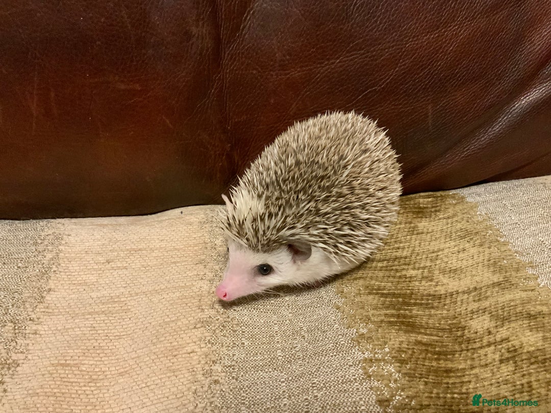 Pygmy Hedgehog rodents for sale: African Pygmy hedgehogs  - Advert 3
