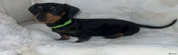 Dachshund dogs for sale: Black tan Dachshund boy  - Advert 1