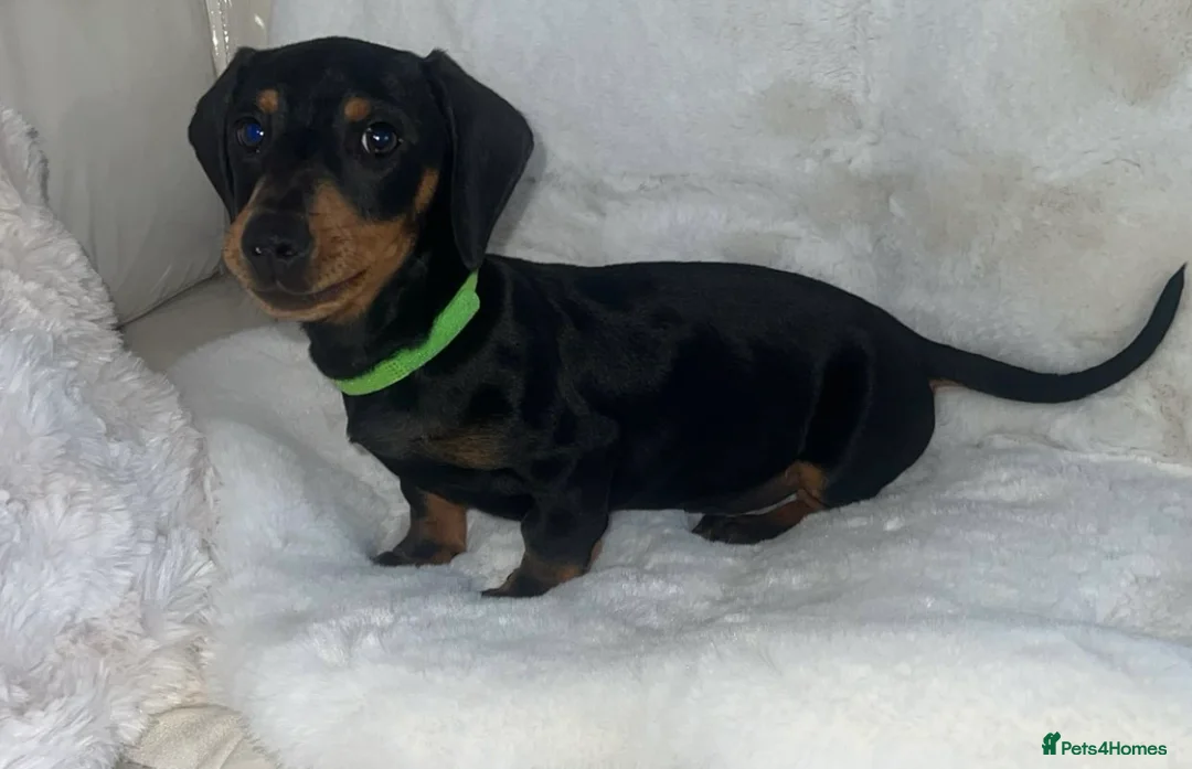 Dachshund dogs for sale: Black tan Dachshund boy  - Advert 1