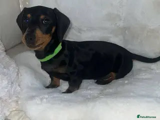 Dachshund dogs Black tan Dachshund boy - Advert 2