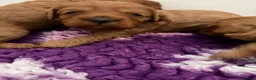 Cavapoo dogs for sale: Dark red F1 cavapoo pups  - Advert 4