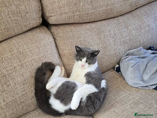 Mixed Breed cats 3 adult cats - Advert 16