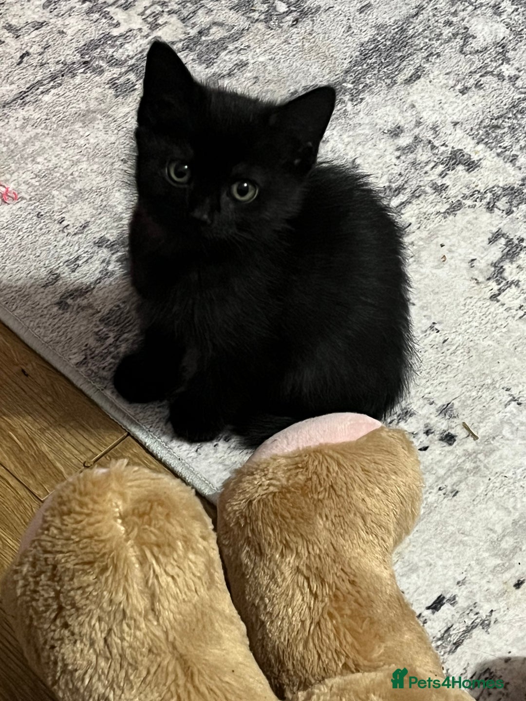 British Shorthair cats for sale: Siamese/BSH kittens - Advert 10