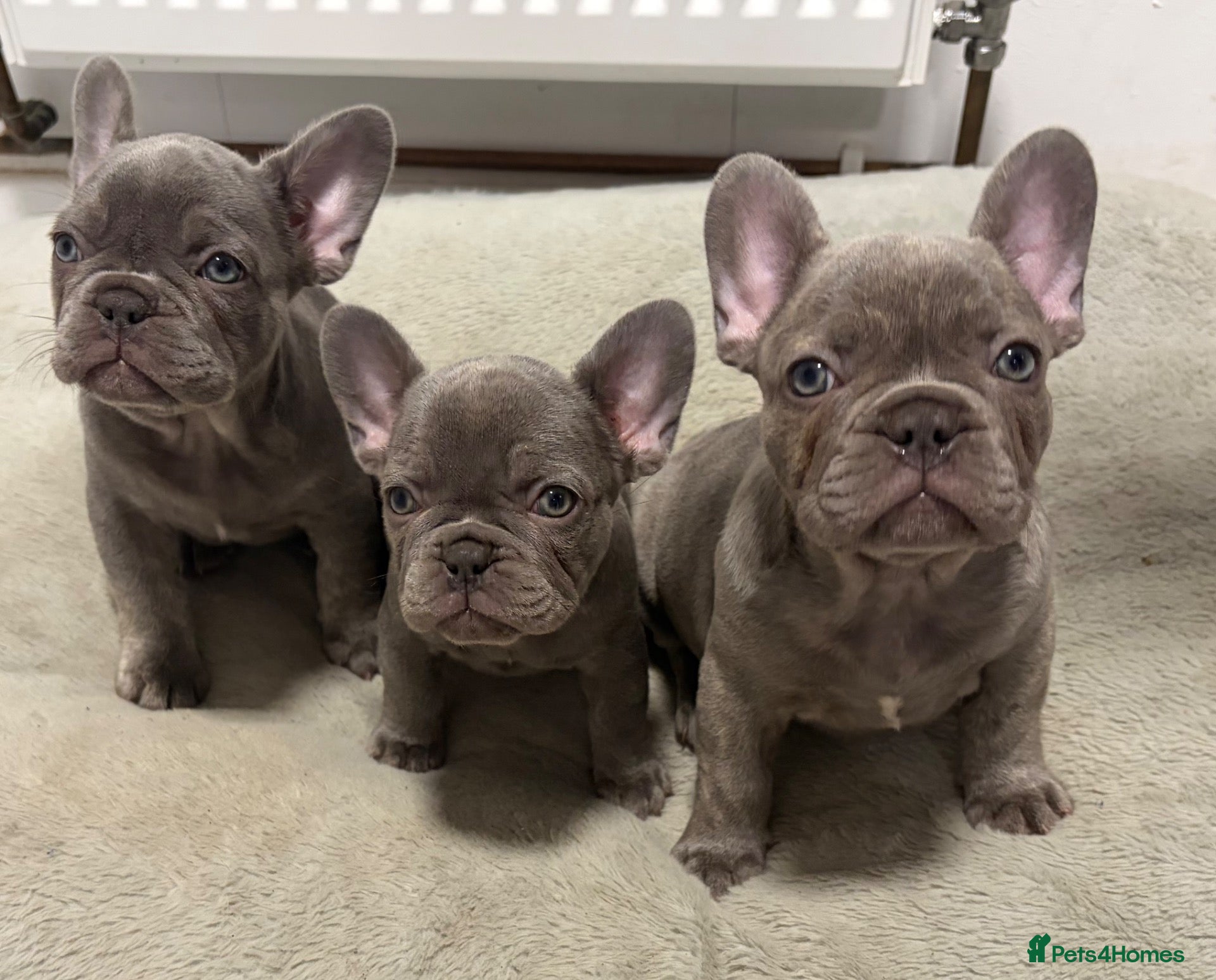 French Bulldog dogs French Bulldog Puppies ready now Derby  - Advert 8