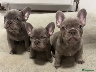 French Bulldog dogs French Bulldog Puppies ready now Derby - Advert 8