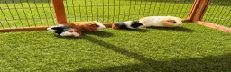 Guinea Pig rodents for sale: Guinea pigs looking for forever homes - Advert 7