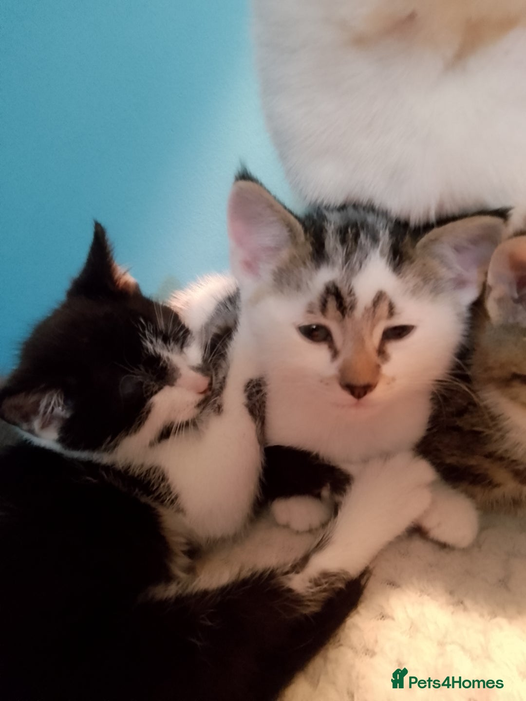 Mixed Breed cats for sale: Beautiful kittens  - Advert 5
