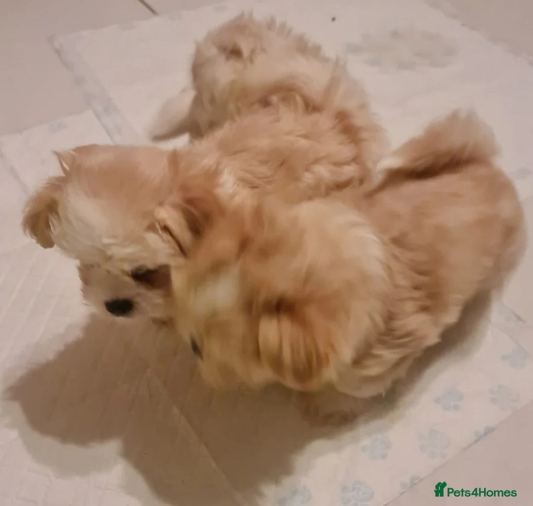Mixed Breed dogs for sale: Havanese x Maltese Havamalts - Advert 21