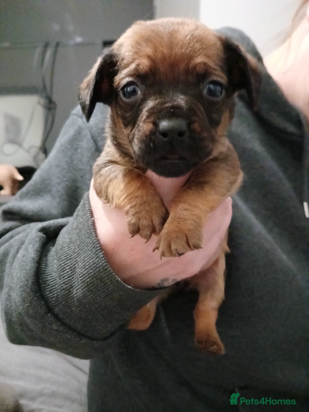 Mixed Breed dogs for sale: French dash pups  - Advert 10