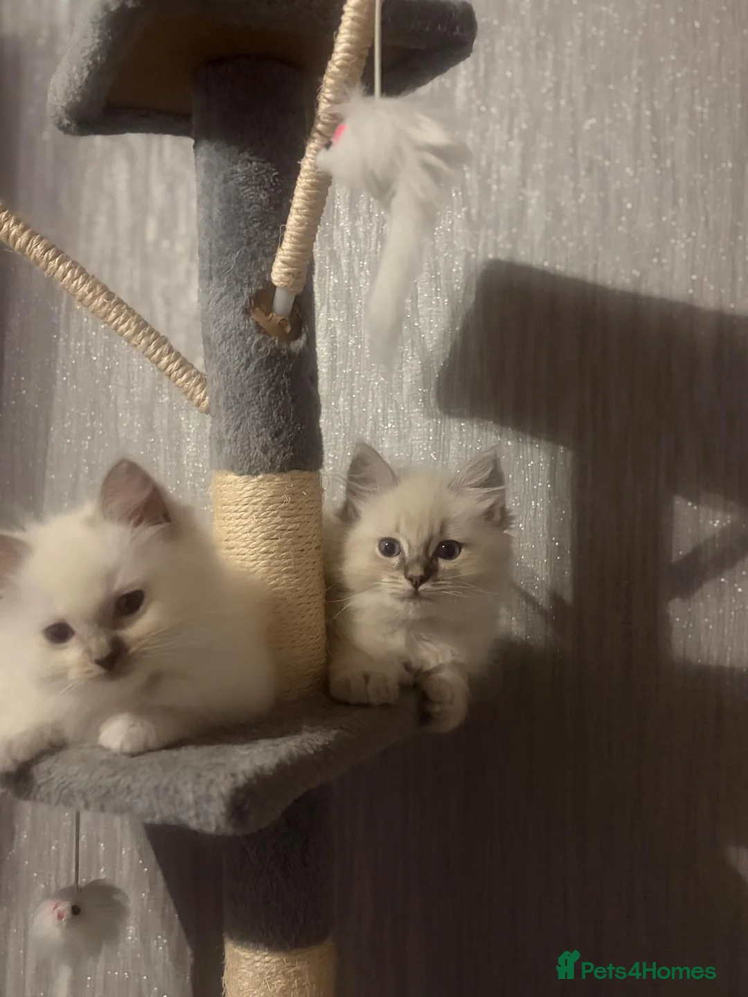 Ragdoll cats for sale: 🐾3 beautiful ragdoll boy kittens for sale💙 in Renfrew - Advert 6