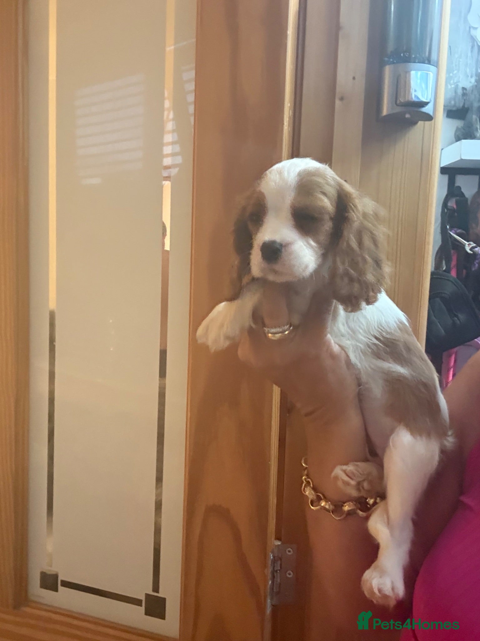 Cavalier King Charles Spaniel dogs Royal kennel club cavalier puppies dna clear - Advert 2
