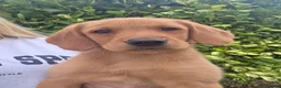Goldador dogs for sale: Gorgeous Labrador X Golden Retriever Puppies - Advert 5
