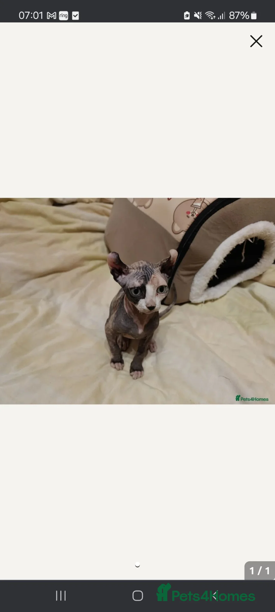 Sphynx cats for sale: Sphynx family  - Advert 6