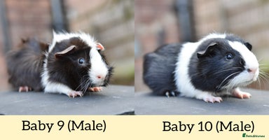 Guinea Pig rodents in Wigan - Advert 5