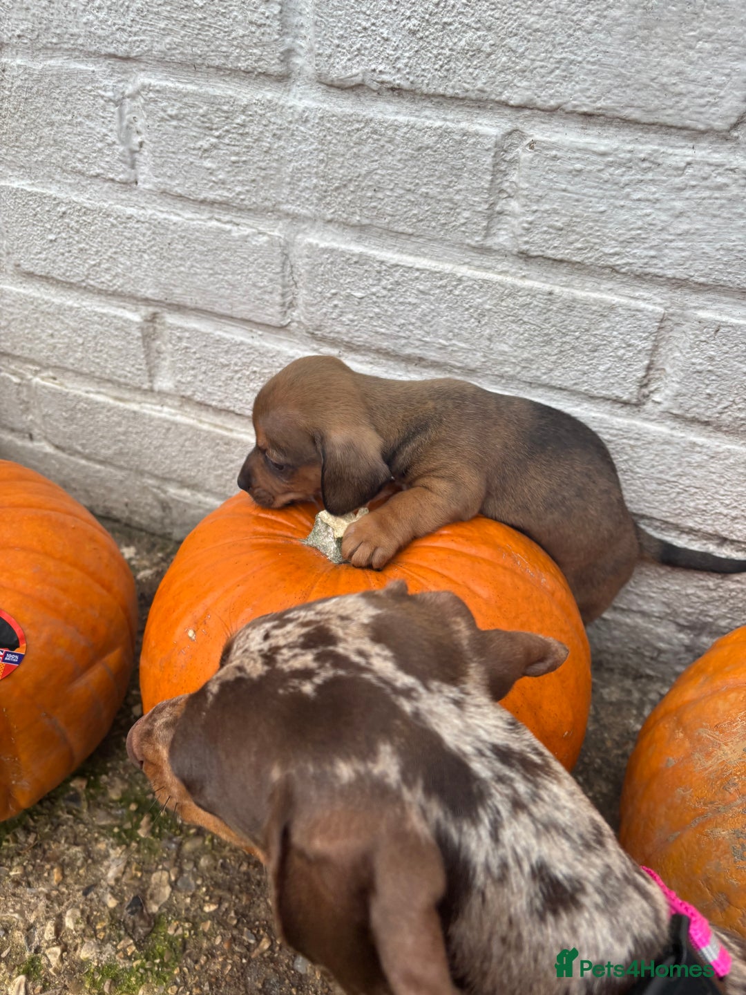 Mixed Breed dogs for sale: Minature Dacshund cross jack Russell  - Image 4
