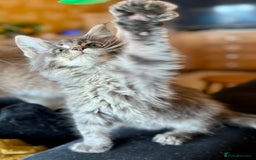 Maine Coon cats for sale: Ready NOW! TICA splendid Maine Coon - Image 12