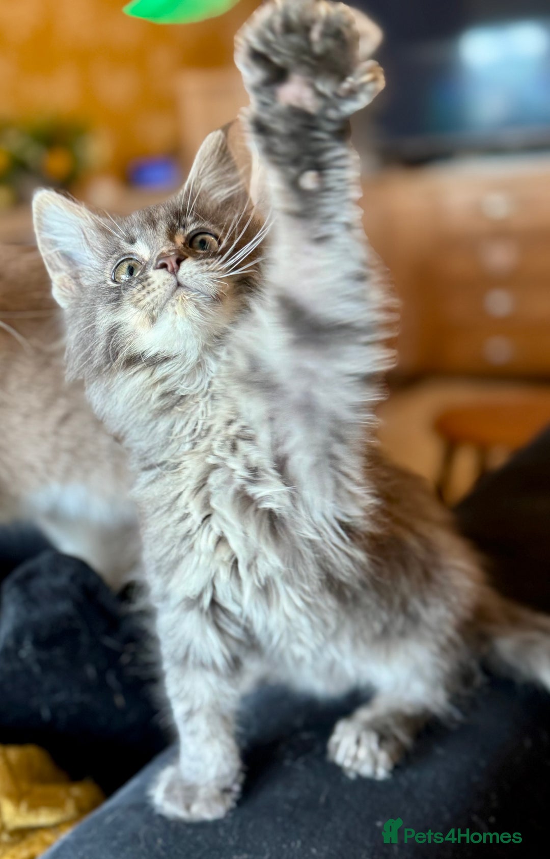 Maine Coon cats for sale: Ready NOW! TICA splendid Maine Coon - Image 12