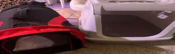 Mini Lion Lop rabbits for sale: bunnies for rehoming  - Advert 9