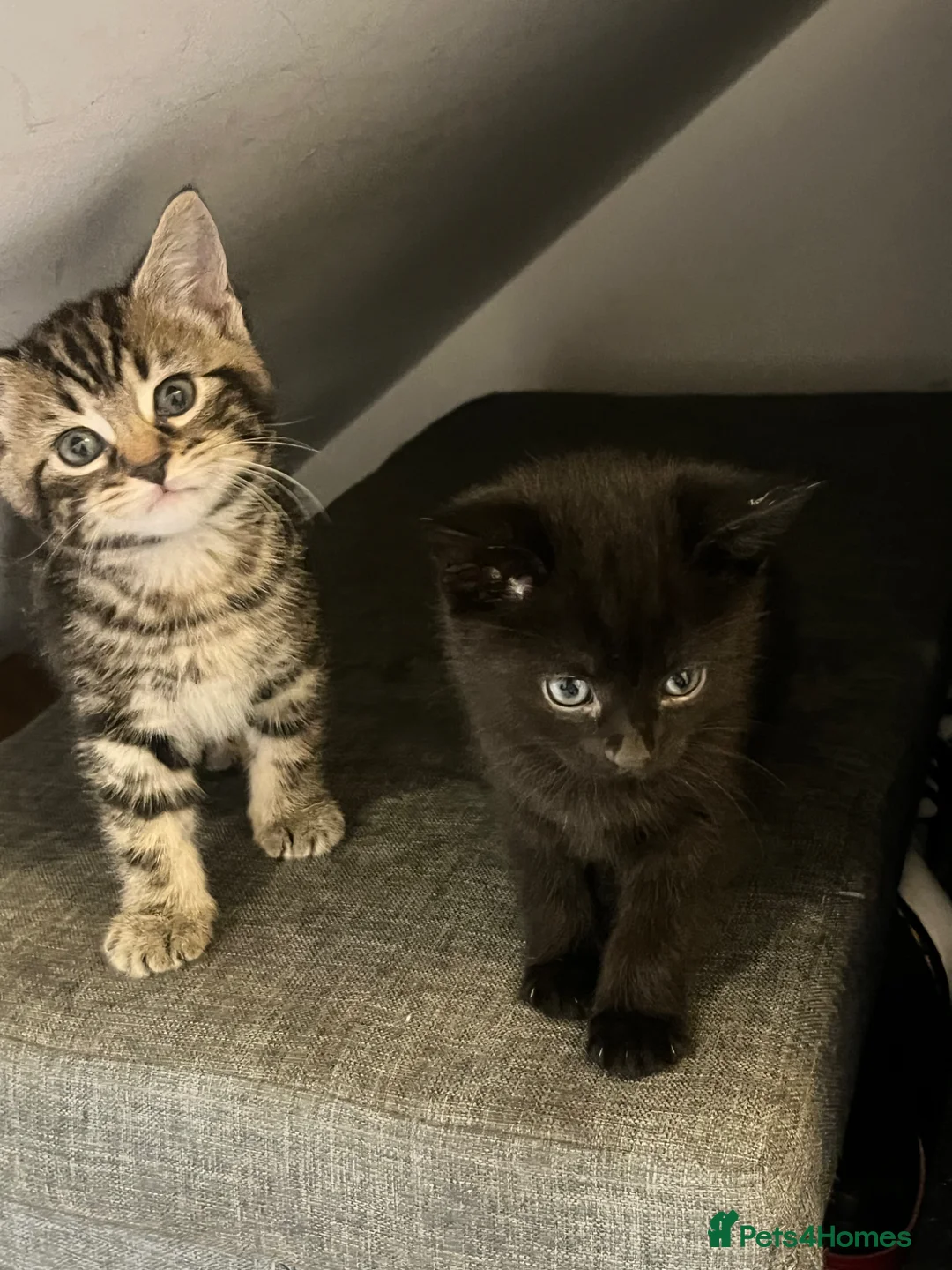 Mixed Breed cats for sale: Tabby male kitten for sale  - Advert 1