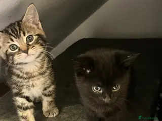 Mixed Breed cats Tabby male kitten for sale - Advert 1