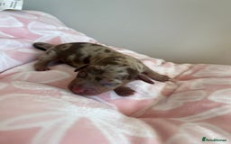 Miniature Dachshund dogs for sale: Miniture dashaund puppies long haired and dapple - Image 4