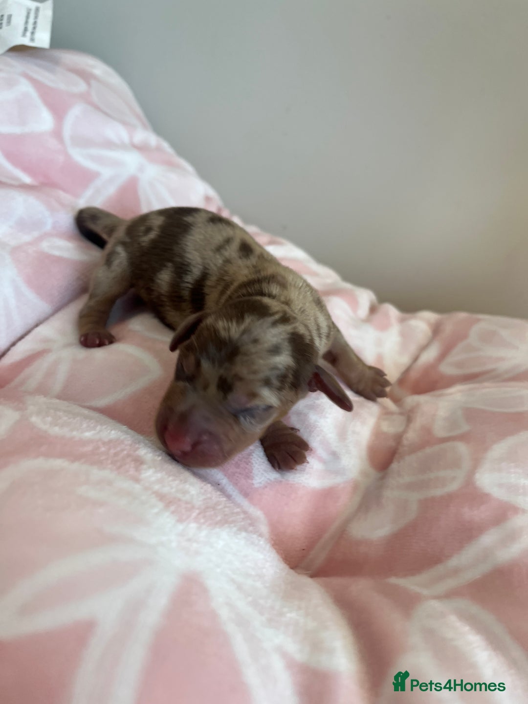 Miniature Dachshund dogs for sale: Miniture dashaund puppies long haired and dapple - Image 4