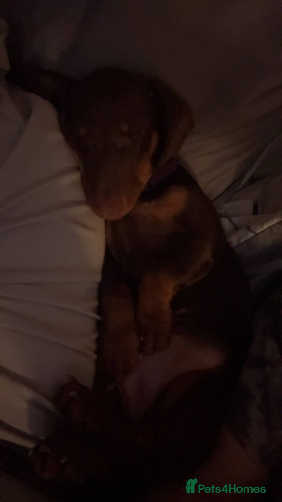 Dachshund dogs 12 month old Female  - Advert 2