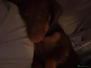 Dachshund dogs 12 month old Female - Advert 1