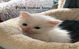 Maine Coon cats for sale: TICA & Council licensed white/black Maine Coons - Image 20