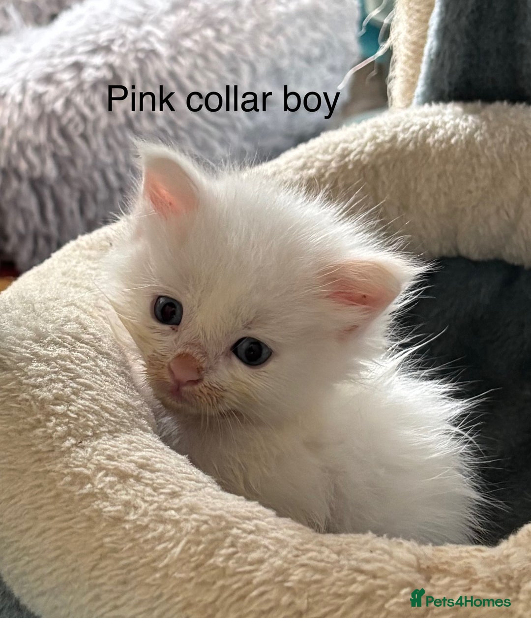 Maine Coon cats for sale: TICA & Council licensed white/black Maine Coons - Image 20