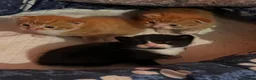 Mixed Breed cats for sale:     4 Adorable Kittens Looking for Forever Homes in Manchester - Advert 4