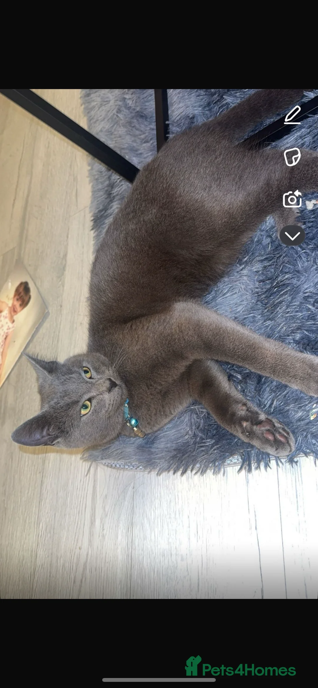 Mixed Breed cats for sale: Young male cat for sale - Advert 2