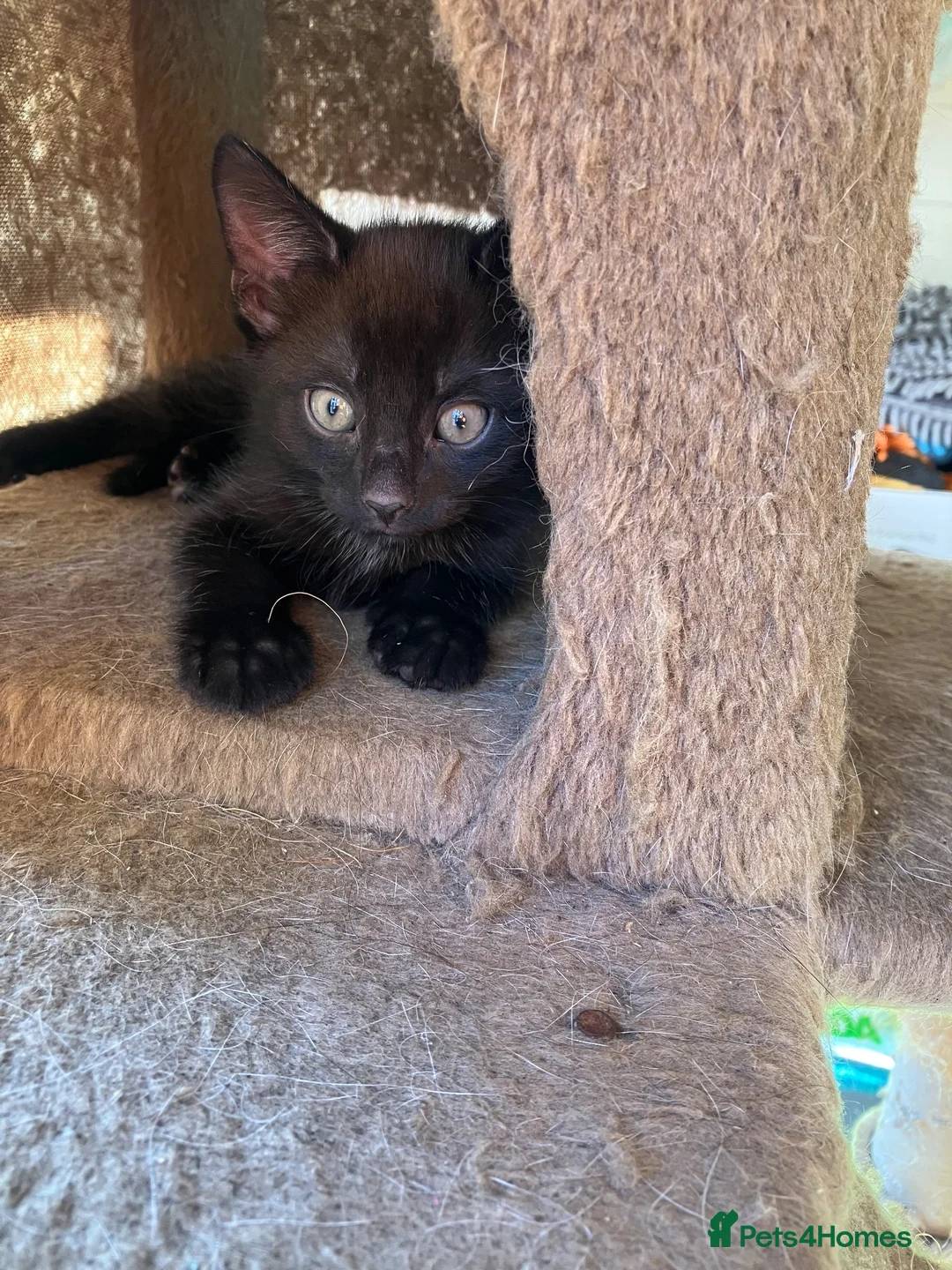 Mixed Breed cats for sale: 3 black kittens - Advert 9