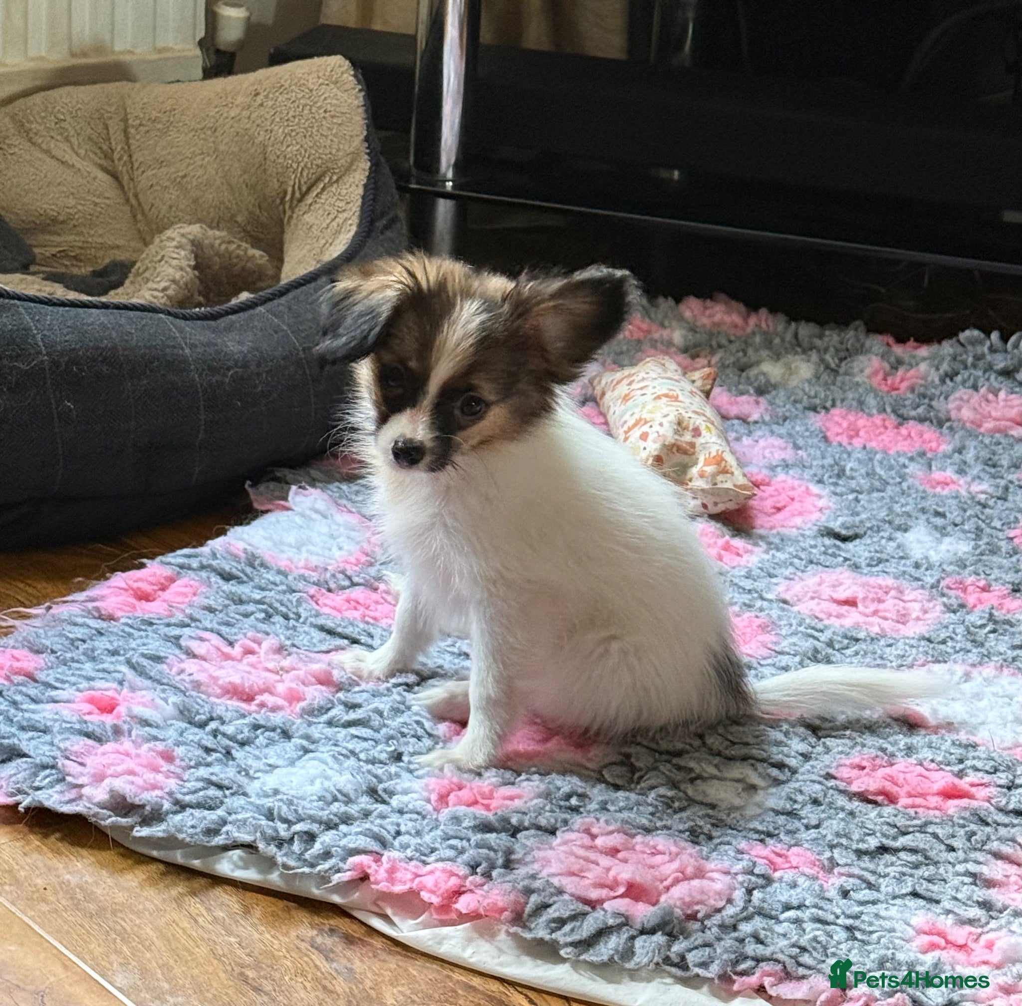 Papillon dogs KC Registered Male Papillon puppy for sale - Advert 1