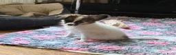 Papillon dogs for sale: Last Puppy - KC Registered Male Papillon for sale - Advert 5