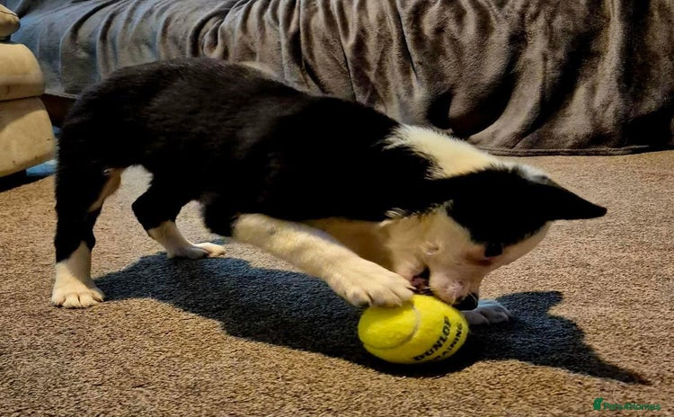Border Collie dogs - Advert 5
