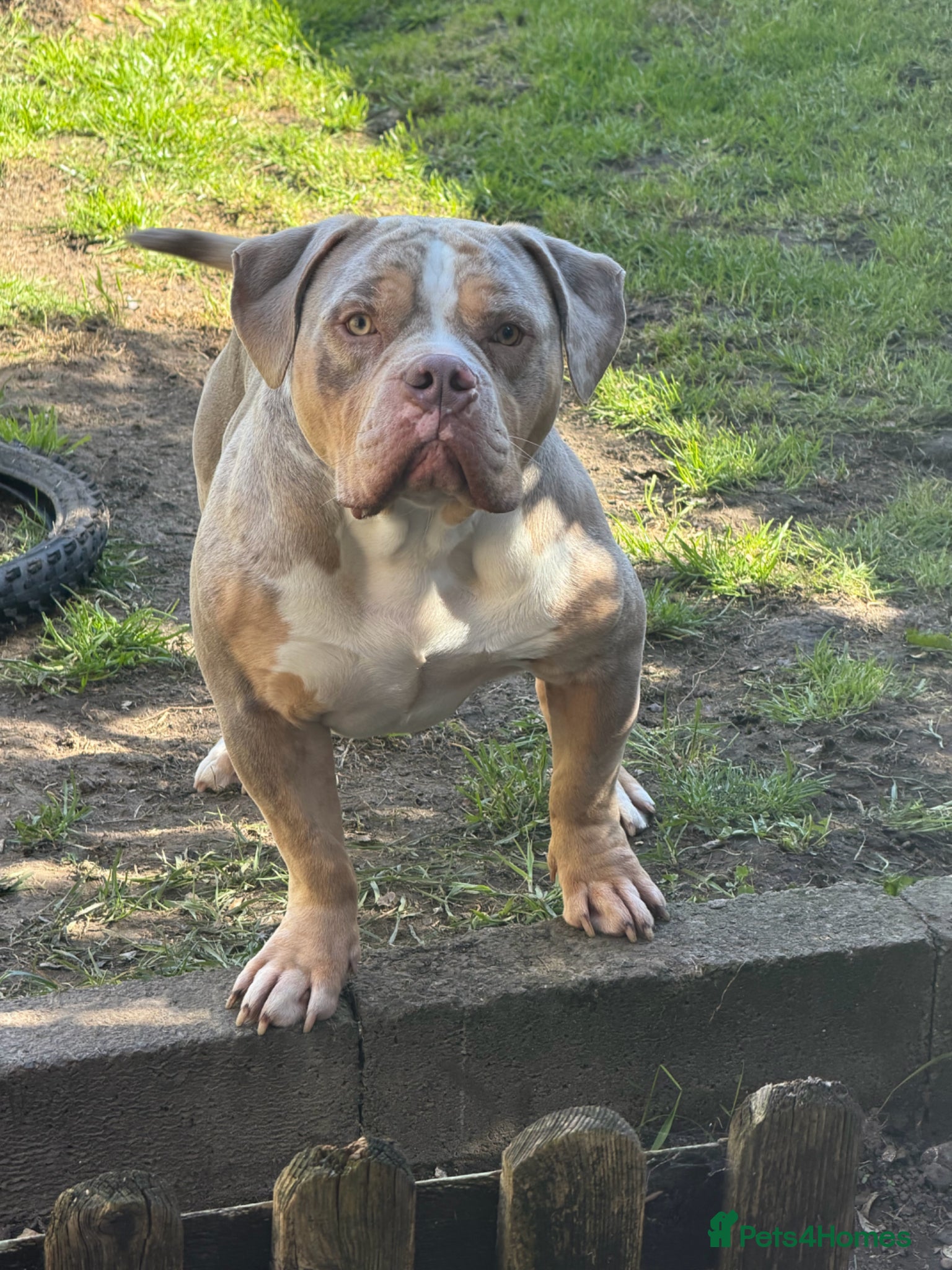 American Bully dogs Pablo (STUD) - Advert 1