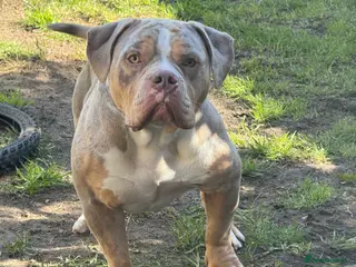 American Bully dogs Pablo (STUD) - Advert 1